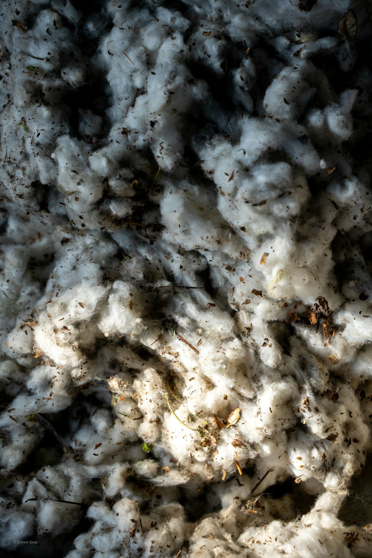 Close-up of raw cotton fibers with dirt and debris